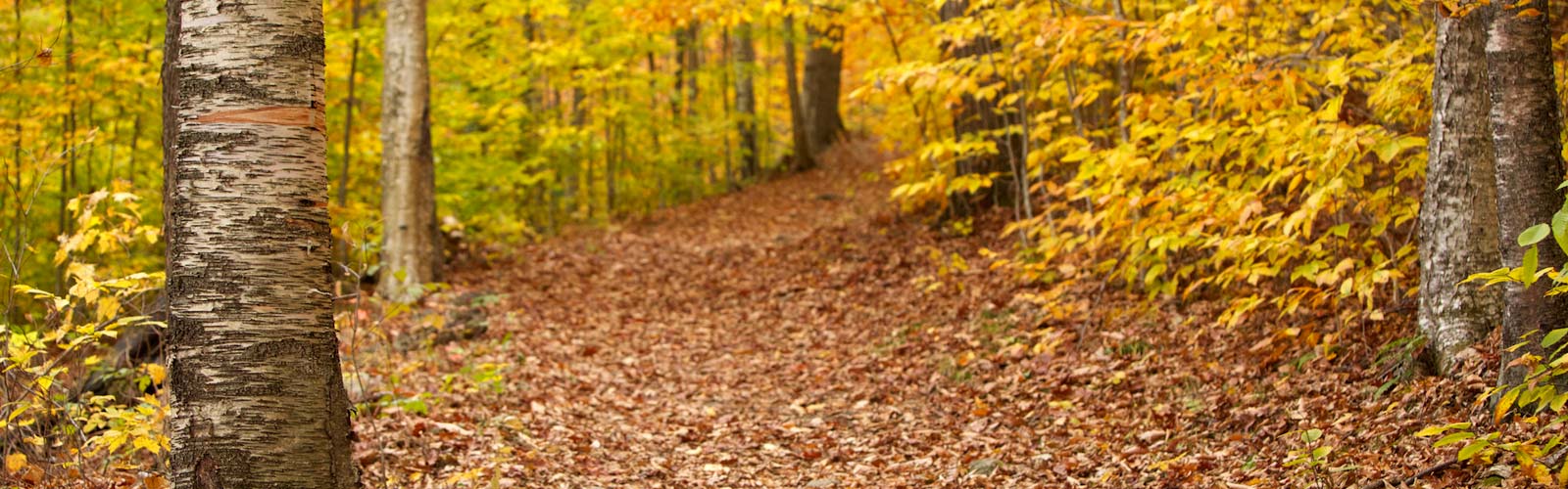 autumn birch path
