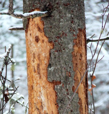 damaged standing tree