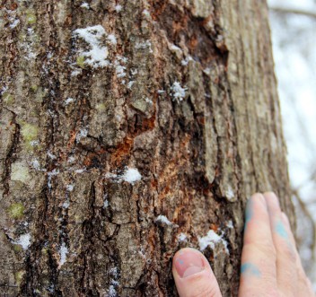 examining damaged bark on a tree