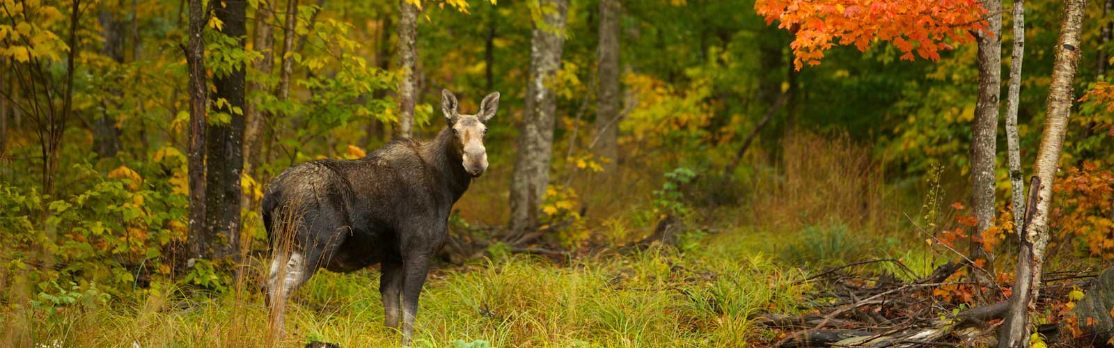 mature moose in vermont autumn woods