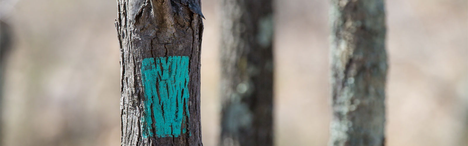 boundary marking paint on tree