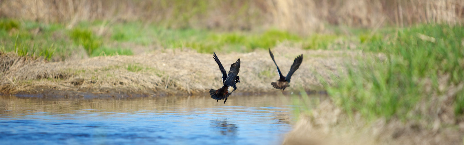 ducks in flight along river bank
