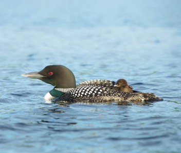 loon with chick