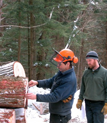 measuring log width for a timber sale
