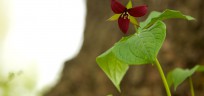 trillium in flower in vermont woods